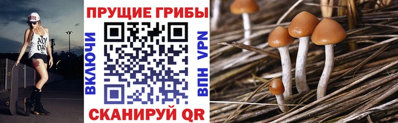дарнет шоп  Ярославль  Псилоцибиновые грибы мухоморы 